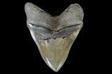 Megalodon Tooth - Beautiful Color & Serrations! #76966-2